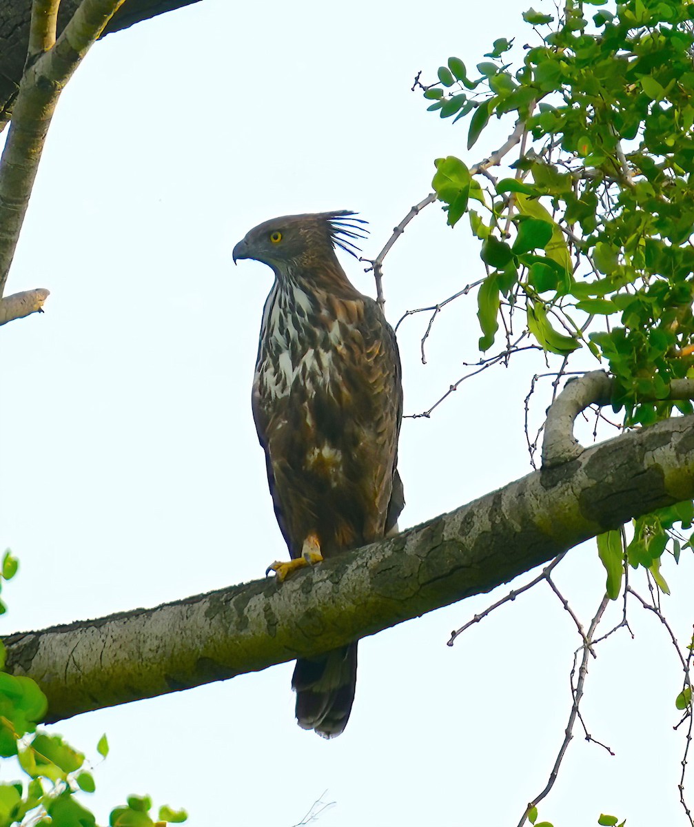 Changeable Hawk-Eagle (Crested) - ML475440391