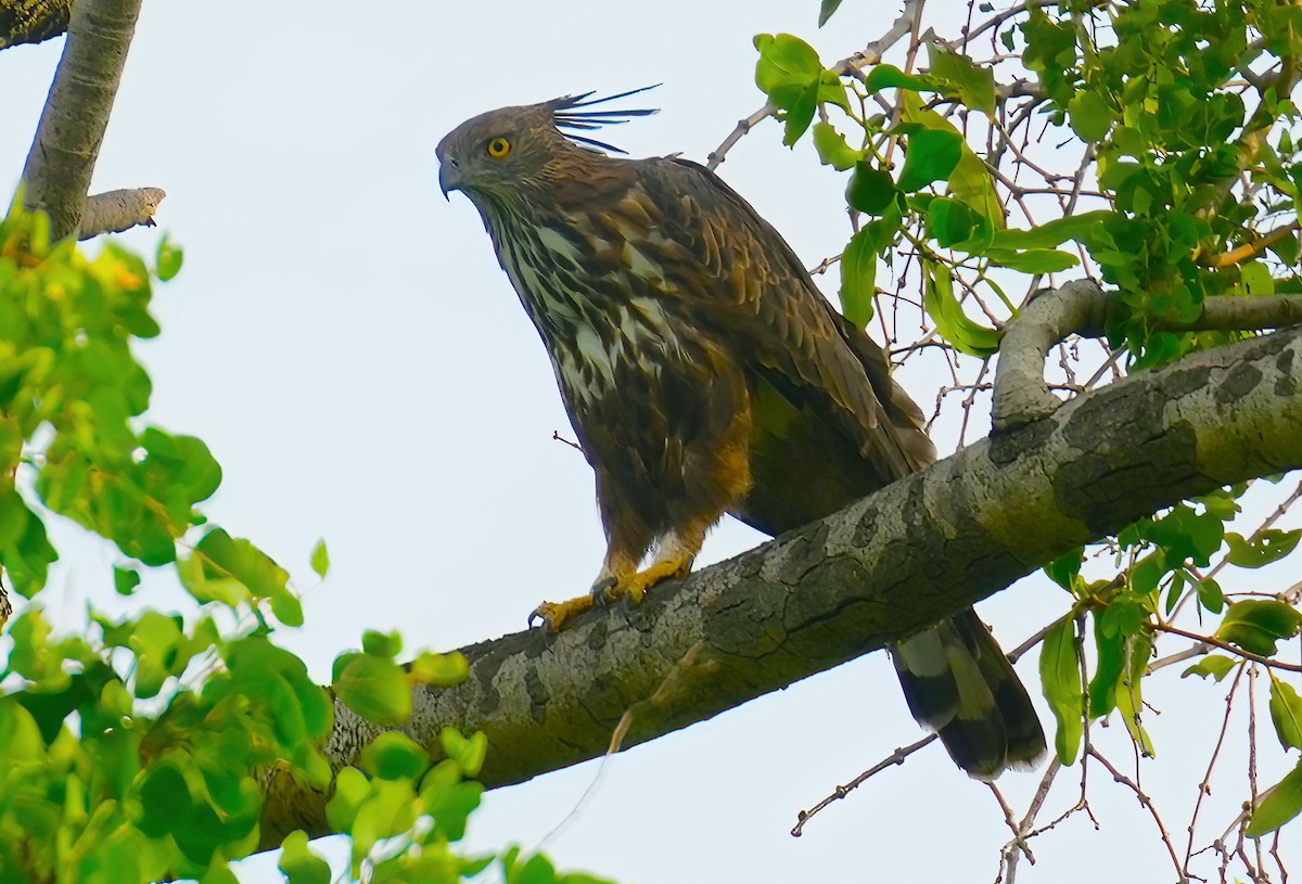 Changeable Hawk-Eagle (Crested) - ML475440401