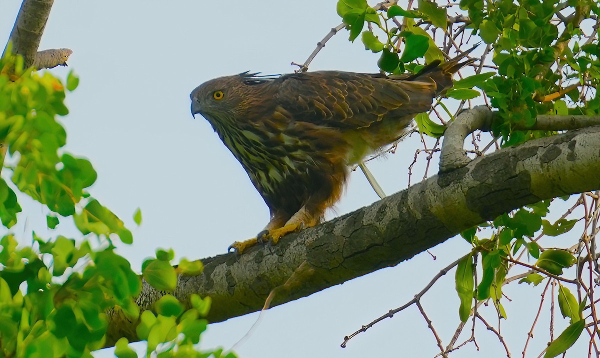Changeable Hawk-Eagle (Crested) - ML475440421