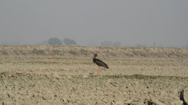 svartstork - ML475440451