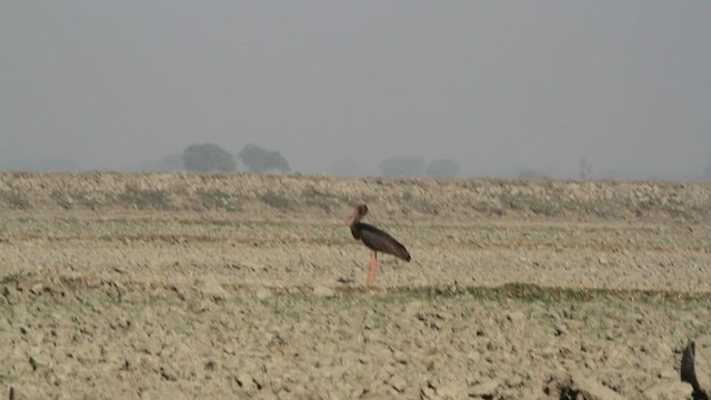 Black Stork - ML475440451