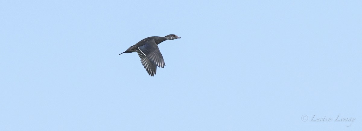 Wood Duck - ML475440711