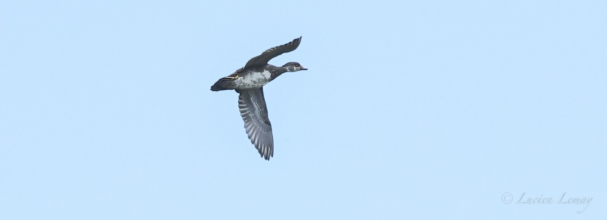 Wood Duck - ML475440751