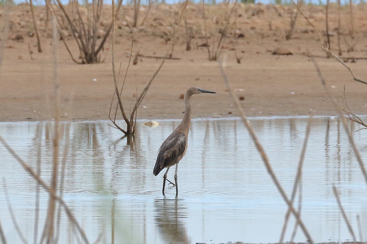 Reddish Egret - Lawrence Haller