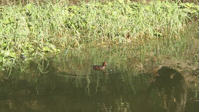 Ferruginous Duck - ML475442351