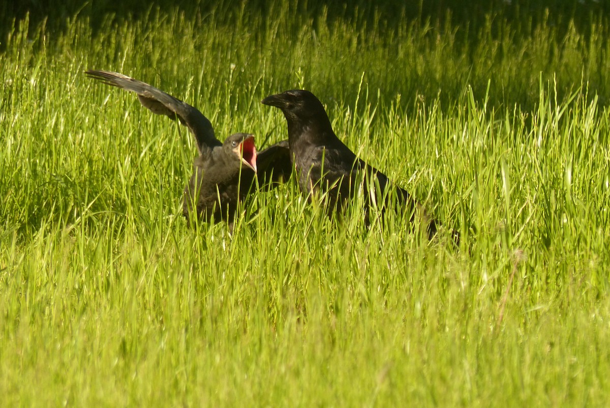 American Crow - ML475442571