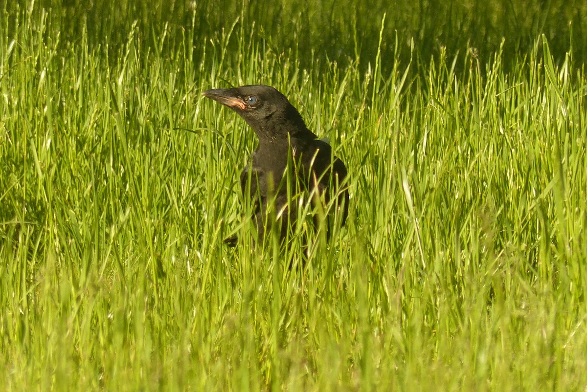 American Crow - ML475442691