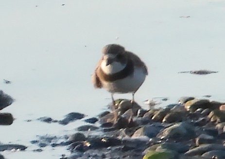 Semipalmated Plover - ML475443121