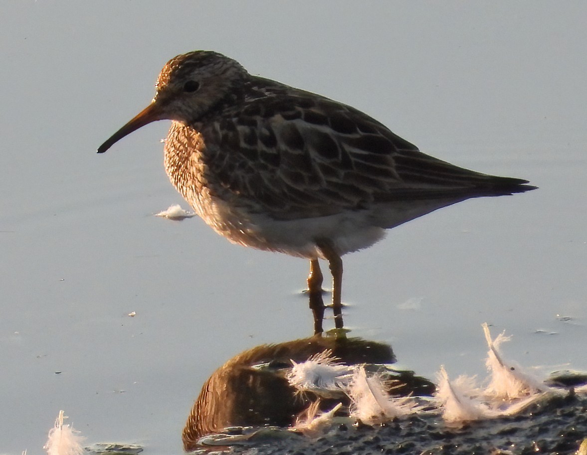 Pectoral Sandpiper - ML475443211