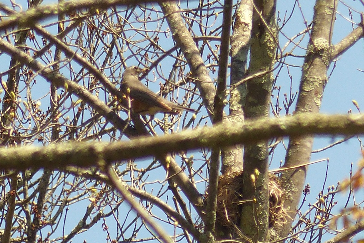American Robin - ML475443611