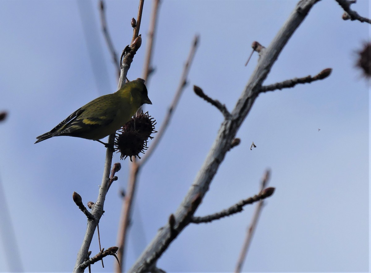 Black-chinned Siskin - joaquin vial