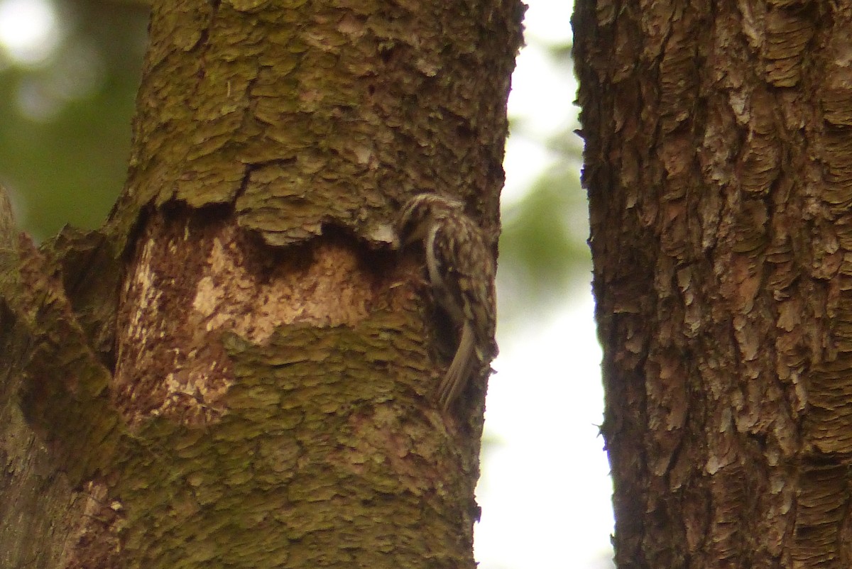 Brown Creeper - ML475444301