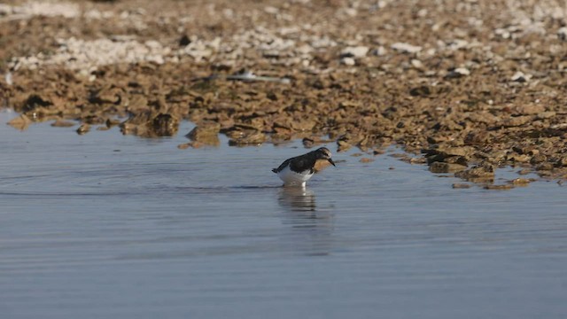 Ruddy Turnstone - ML475444901