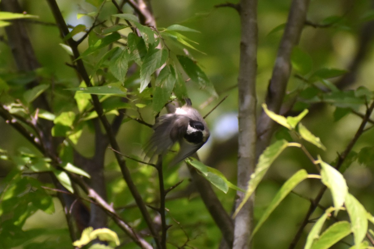 Carolina Chickadee - ML475445591