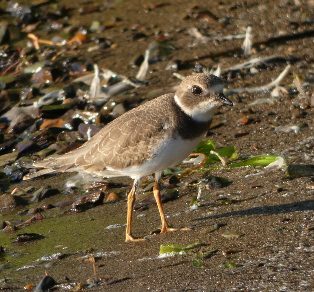 Semipalmated Plover - ML475445771