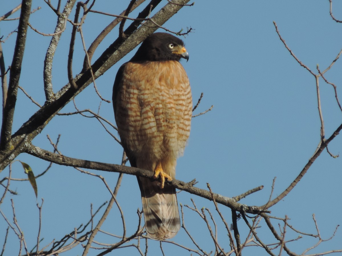 Roadside Hawk - ML475446771