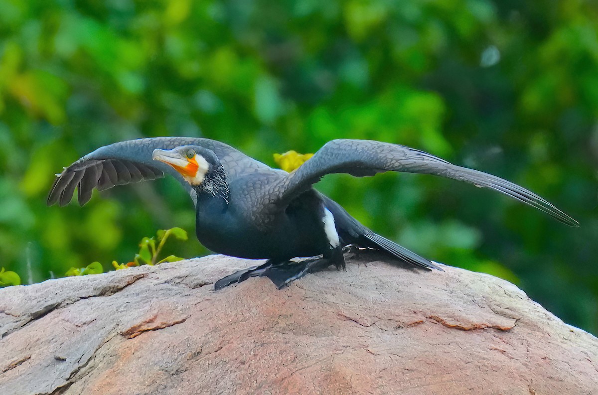 Great Cormorant - Sudip Simha