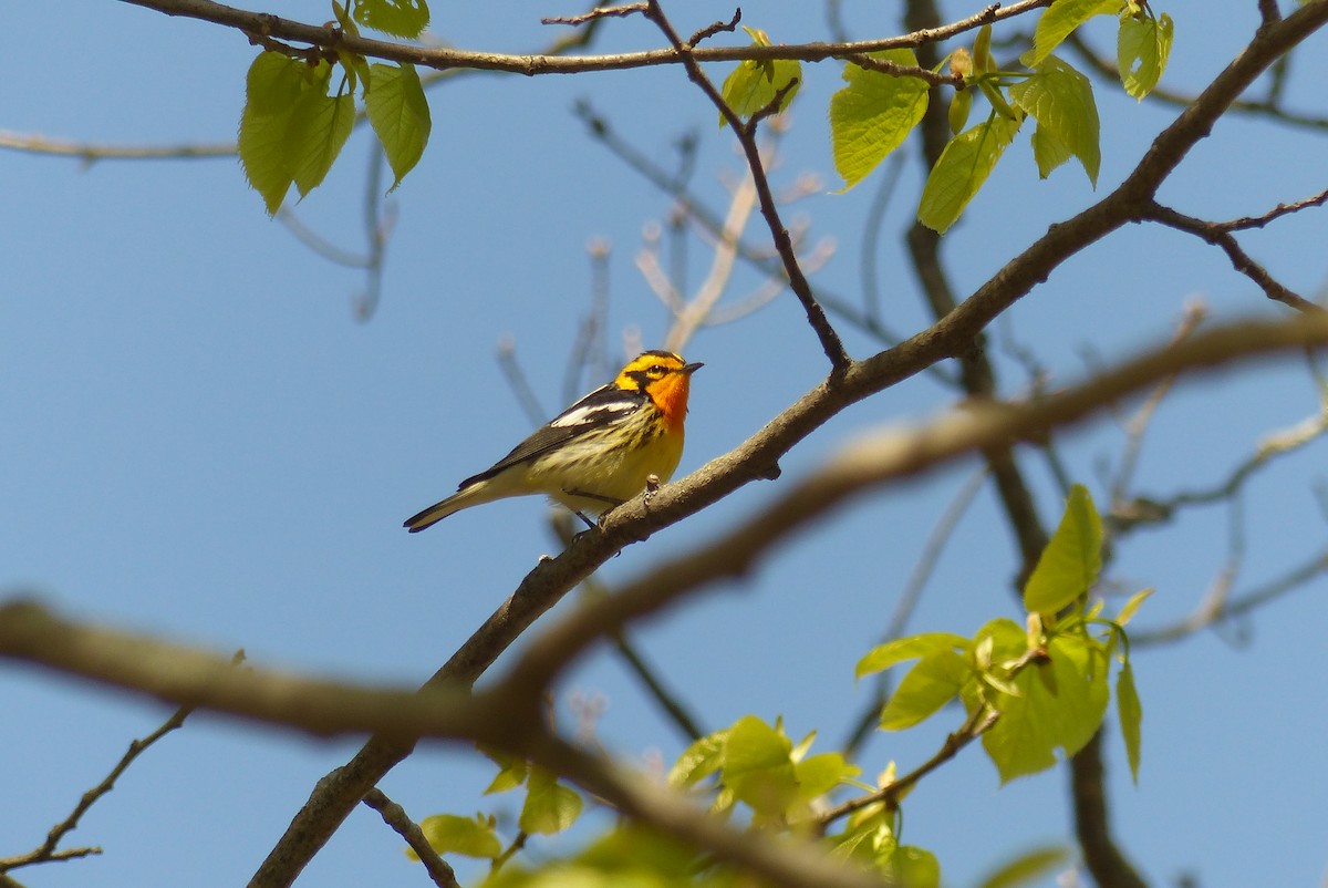 Blackburnian Warbler - ML475446901