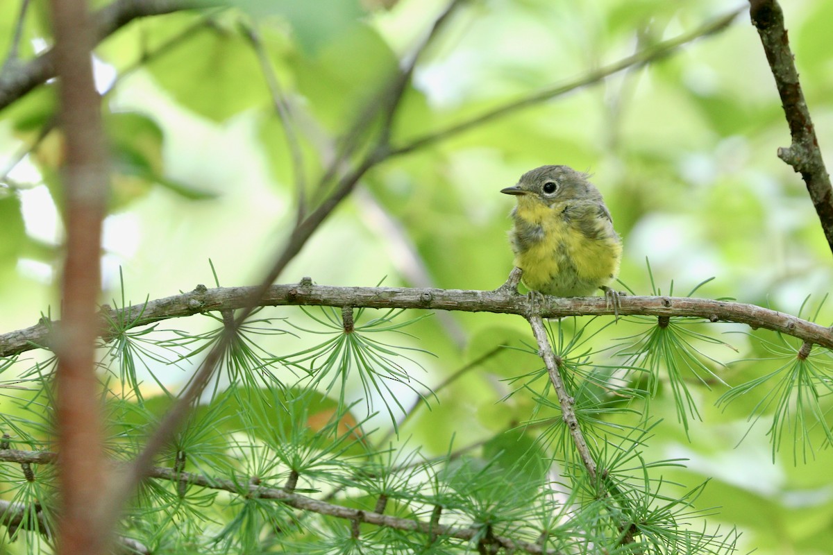 Magnolia Warbler - ML475447581