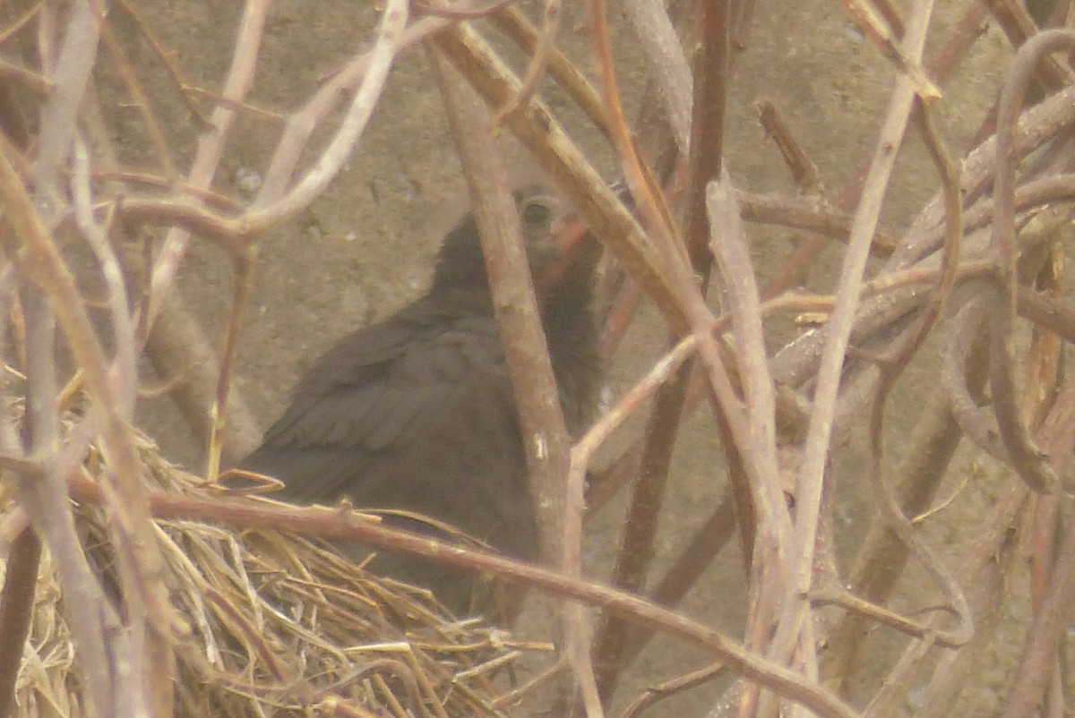 Common Grackle - ML475447661