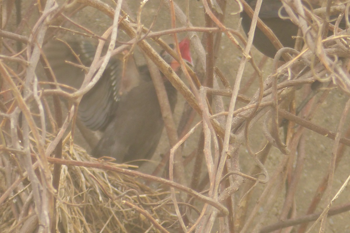 Common Grackle - ML475447671