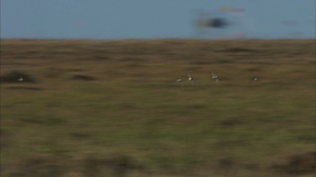 Calidris sp. - ML475448