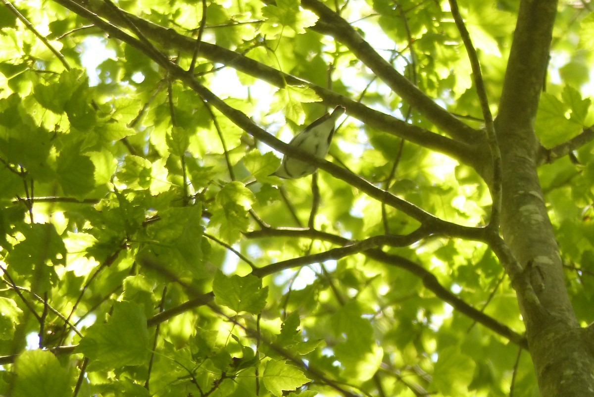 Cerulean Warbler - ML475448131