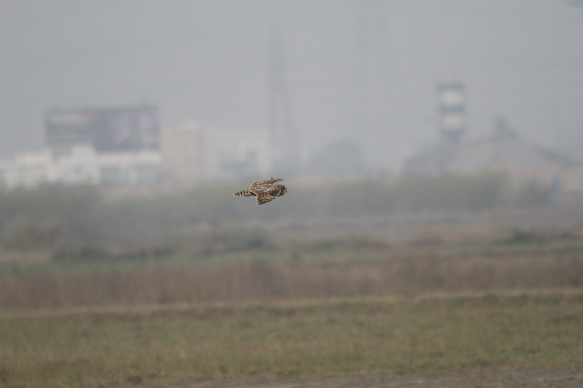 Short-eared Owl - ML475448881