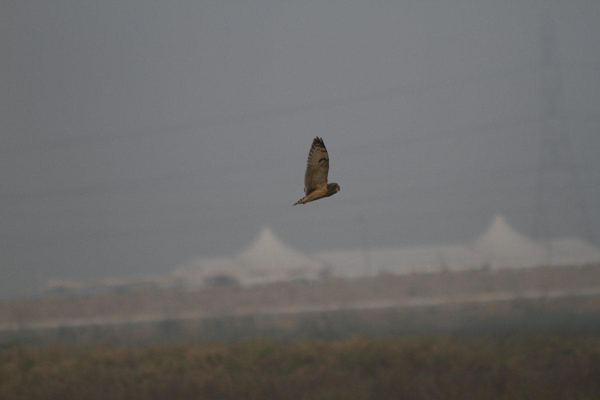 Short-eared Owl - ML475448911