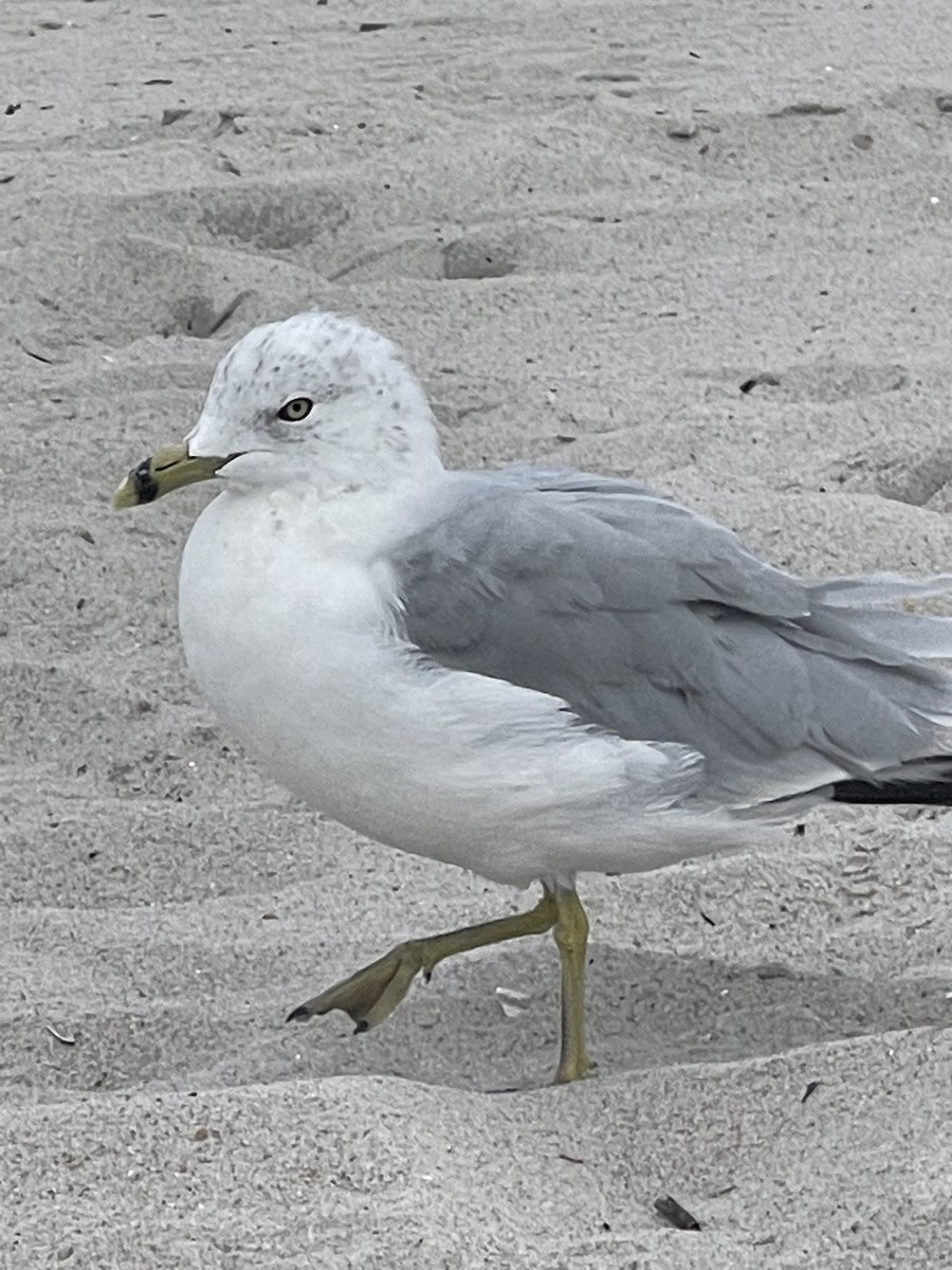 Ring-billed Gull - ML475449441