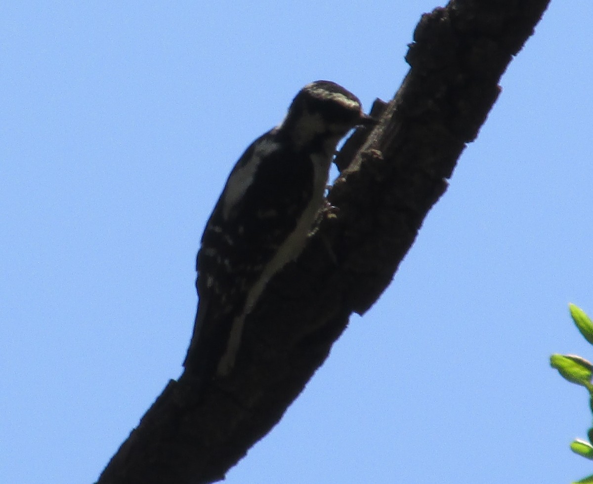 Hairy Woodpecker - ML47545051
