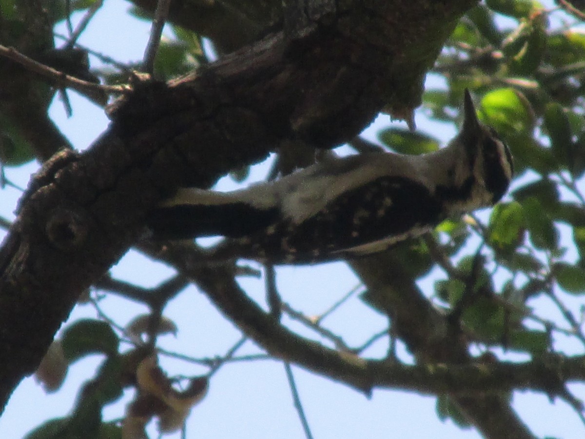 Hairy Woodpecker - ML47545061