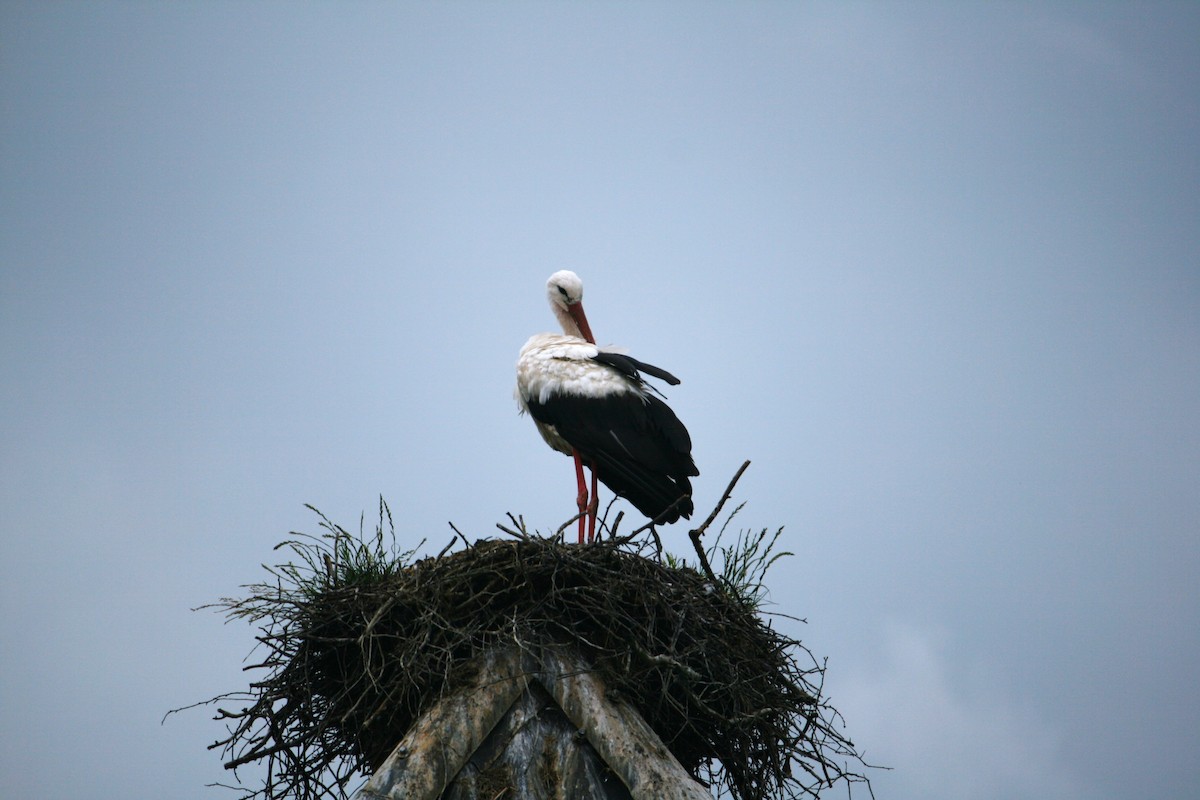 White Stork - ML475451991