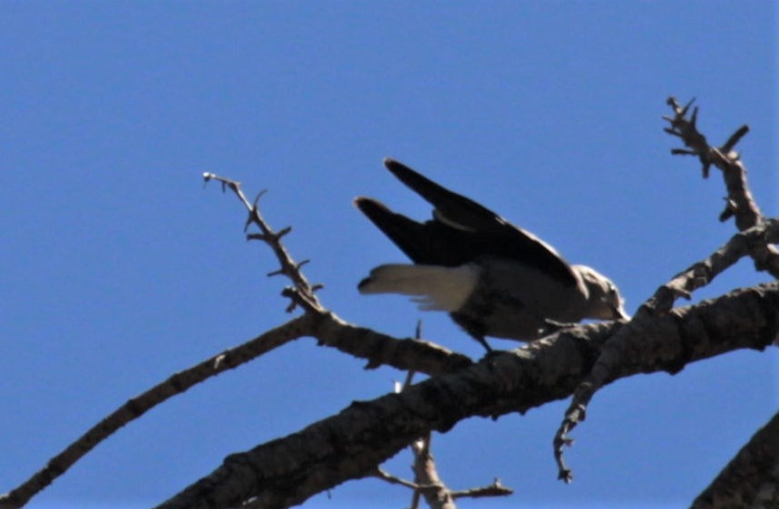 Clark's Nutcracker - ML475452361