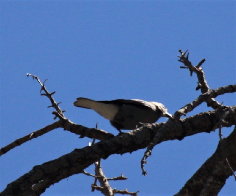 Clark's Nutcracker - ML475452371