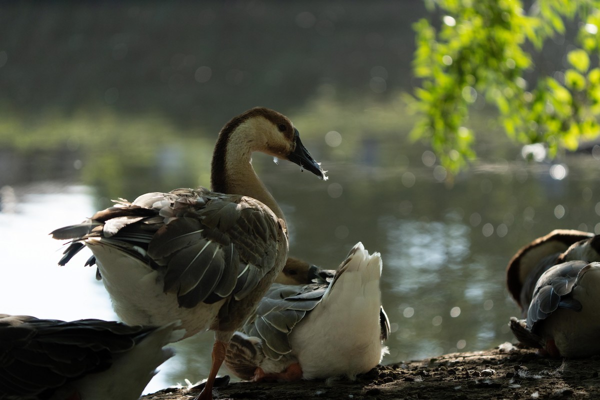 Swan Goose (Domestic type) - ML475452621