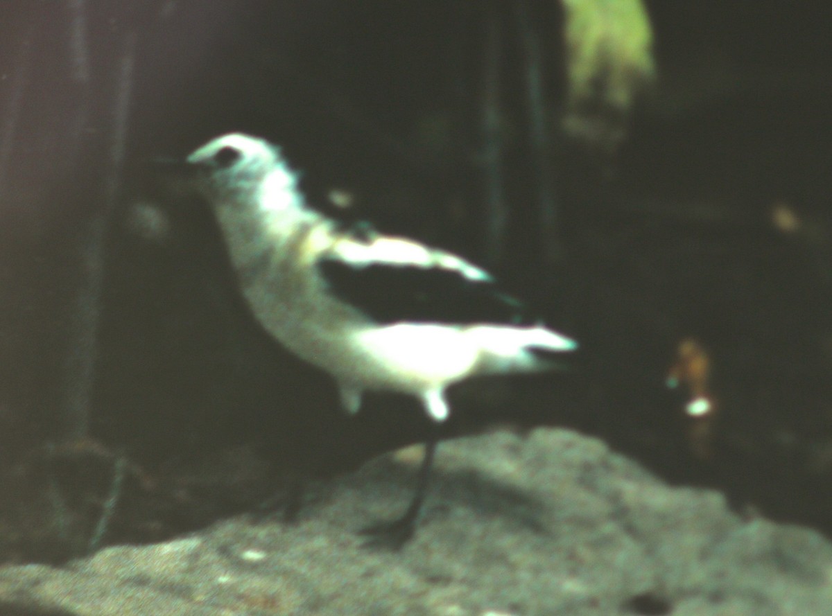 Pied Water-Tyrant - Dave Czaplak