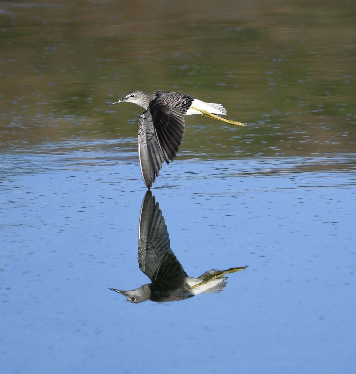 Lesser Yellowlegs - ML475454431