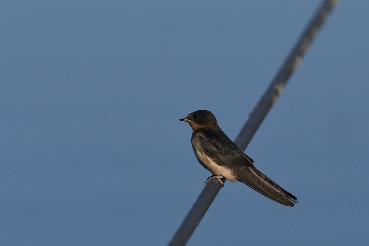 Barn Swallow - Brett Hillman