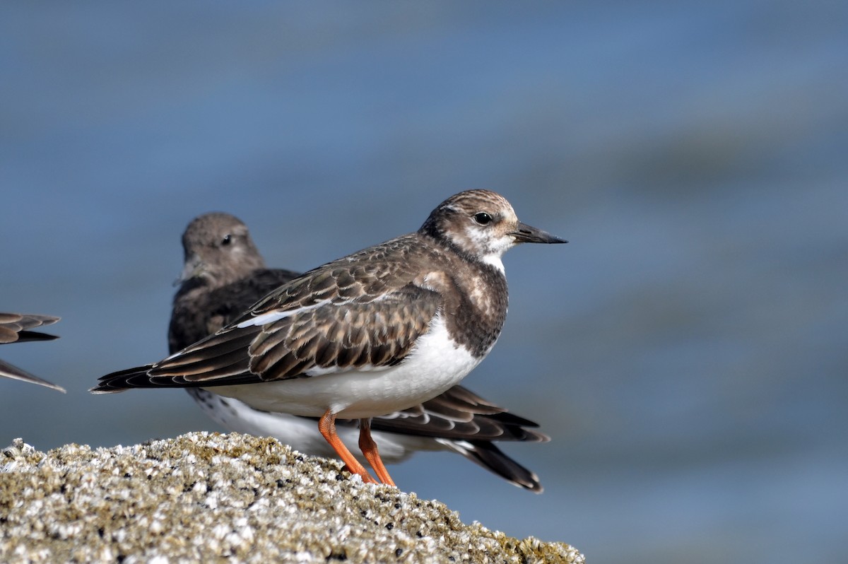 Ruddy Turnstone - ML475455201