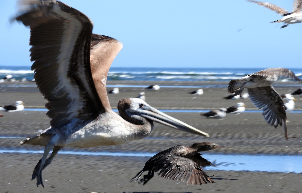 pelikán chilský - ML47545541