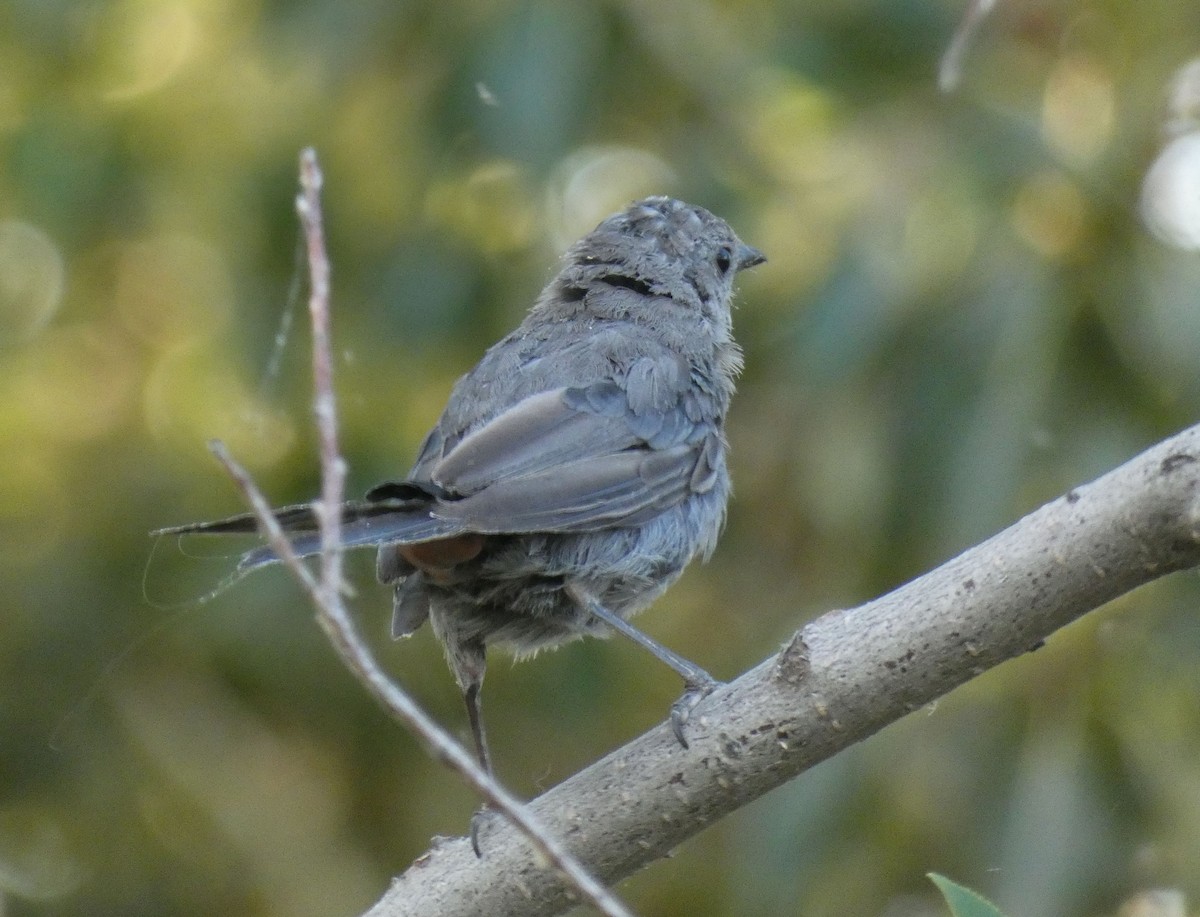 Кошачий пересмешник - ML475455851