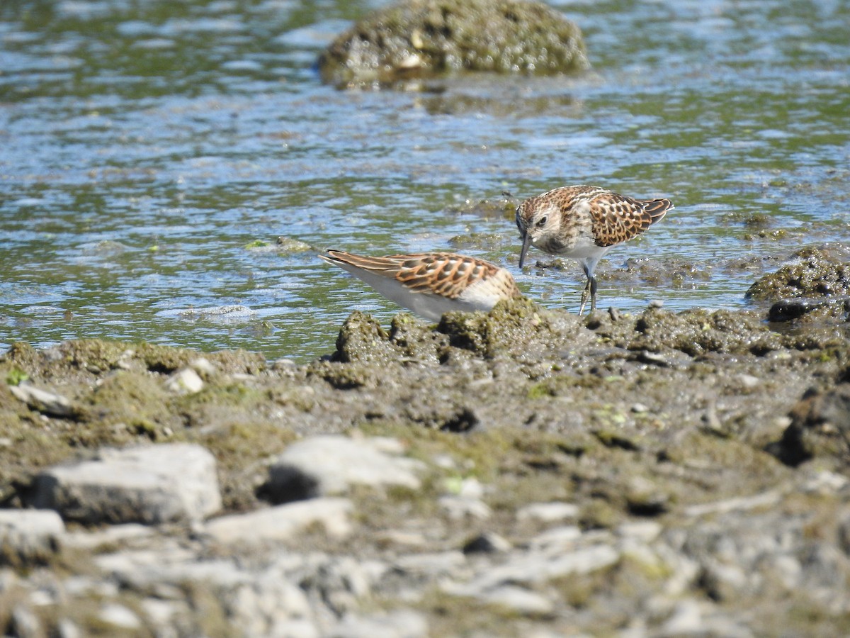 pygmésnipe - ML475458001