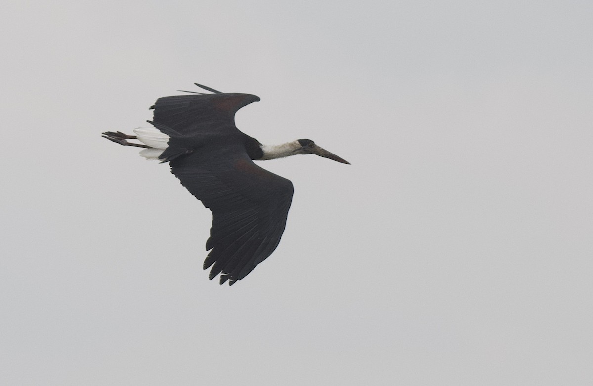 Asian Woolly-necked Stork - ML475458701