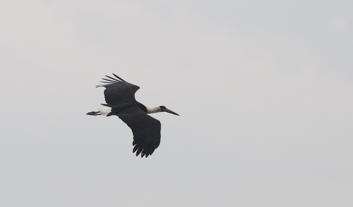 Asian Woolly-necked Stork - ML475458721