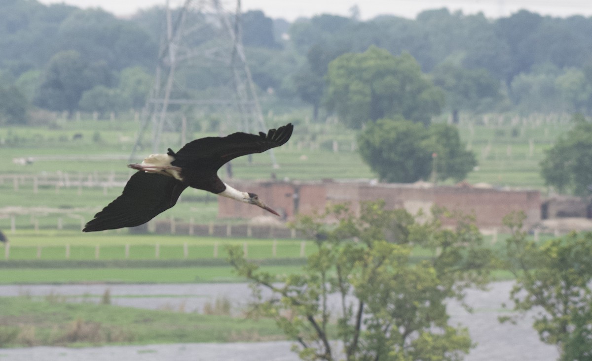 Asian Woolly-necked Stork - ML475458751