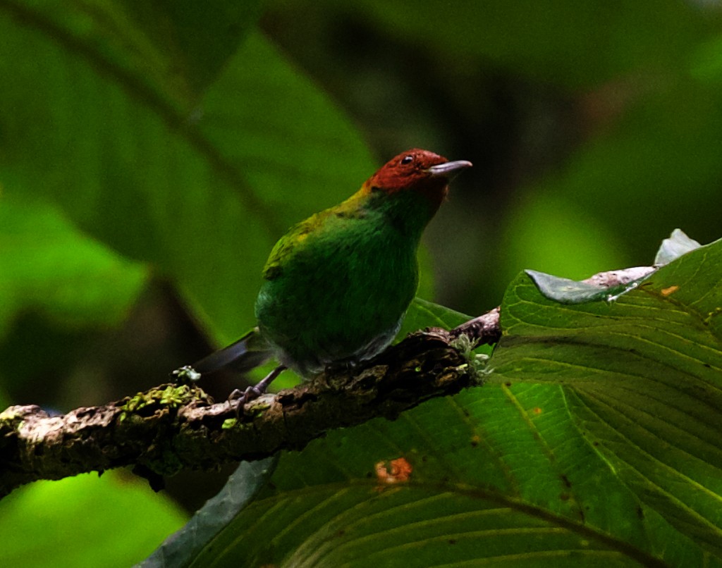 Bay-headed Tanager - ML475459361