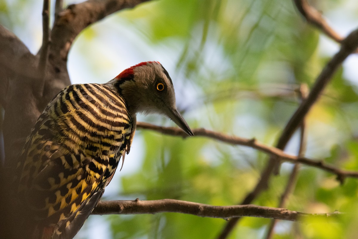 Hispaniolan Woodpecker - ML475459621