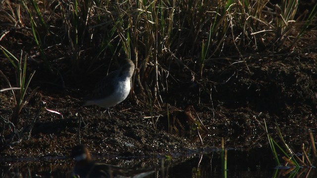 Calidris sp. - ML475460