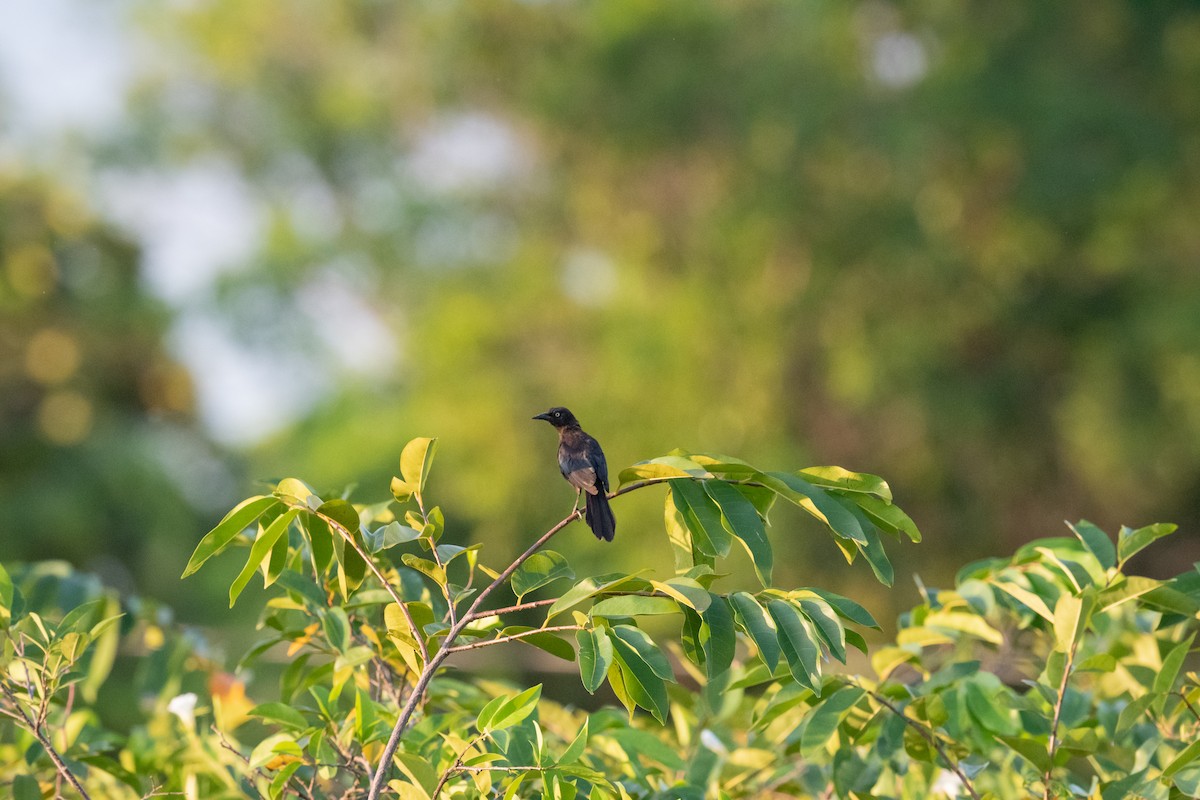 Greater Antillean Grackle - ML475461191